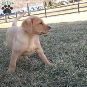 Buddy, Fox Red Labrador Retriever Puppy